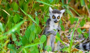 Preview wallpaper lemur, wildlife, animal, leaves