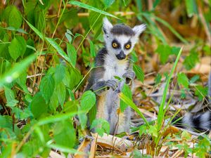 Preview wallpaper lemur, wildlife, animal, leaves