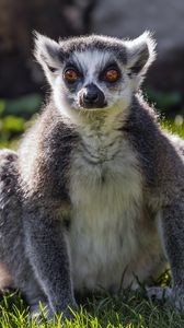 Preview wallpaper lemur, wildlife, animal, grass