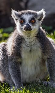 Preview wallpaper lemur, wildlife, animal, grass