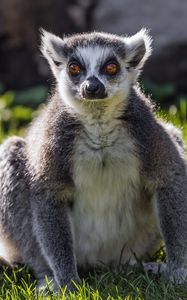 Preview wallpaper lemur, wildlife, animal, grass