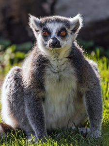 Preview wallpaper lemur, wildlife, animal, grass