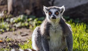 Preview wallpaper lemur, wildlife, animal, grass