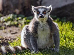 Preview wallpaper lemur, wildlife, animal, grass