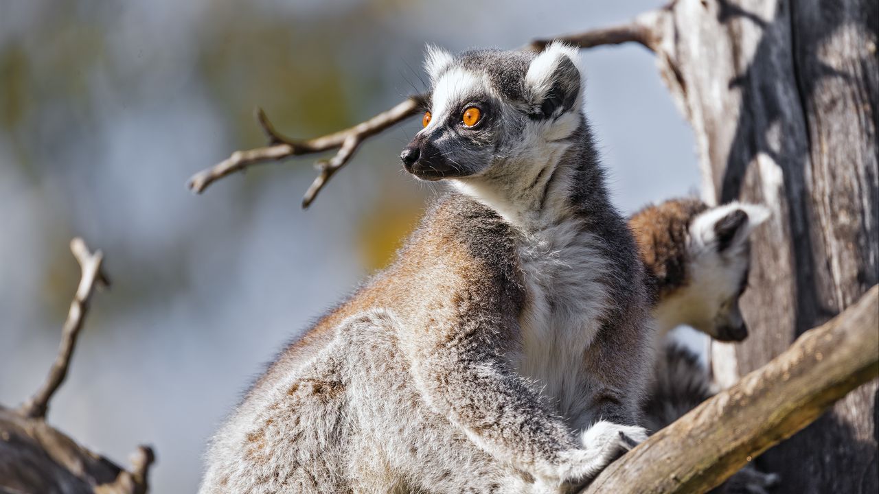 Wallpaper lemur, wildlife, animal, branch