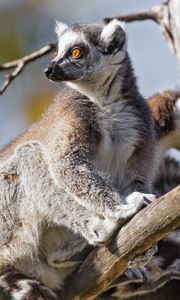Preview wallpaper lemur, wildlife, animal, branch