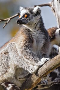 Preview wallpaper lemur, wildlife, animal, branch