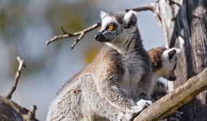 Preview wallpaper lemur, wildlife, animal, branch