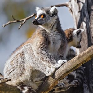 Preview wallpaper lemur, wildlife, animal, branch