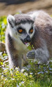 Preview wallpaper lemur, wildlife, animal, flowers