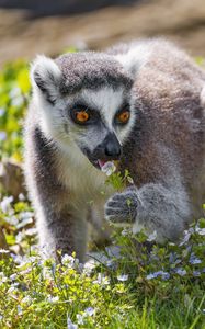 Preview wallpaper lemur, wildlife, animal, flowers