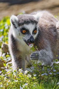 Preview wallpaper lemur, wildlife, animal, flowers