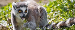 Preview wallpaper lemur, wildlife, animal, flowers