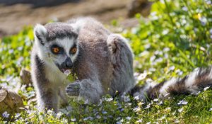 Preview wallpaper lemur, wildlife, animal, flowers