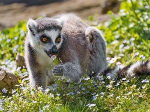 Preview wallpaper lemur, wildlife, animal, flowers