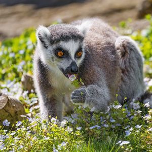 Preview wallpaper lemur, wildlife, animal, flowers