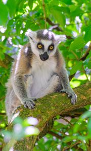 Preview wallpaper lemur, wildlife, animal, branch, tree