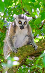 Preview wallpaper lemur, wildlife, animal, branch, tree