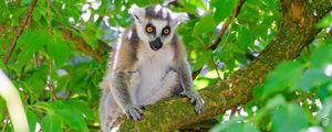 Preview wallpaper lemur, wildlife, animal, branch, tree