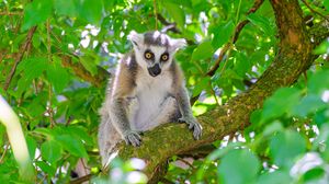 Preview wallpaper lemur, wildlife, animal, branch, tree