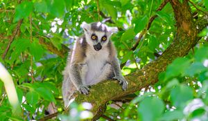 Preview wallpaper lemur, wildlife, animal, branch, tree