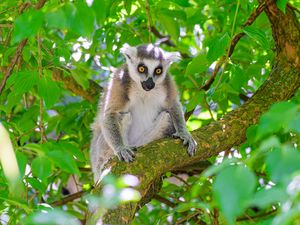 Preview wallpaper lemur, wildlife, animal, branch, tree