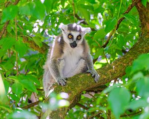 Preview wallpaper lemur, wildlife, animal, branch, tree