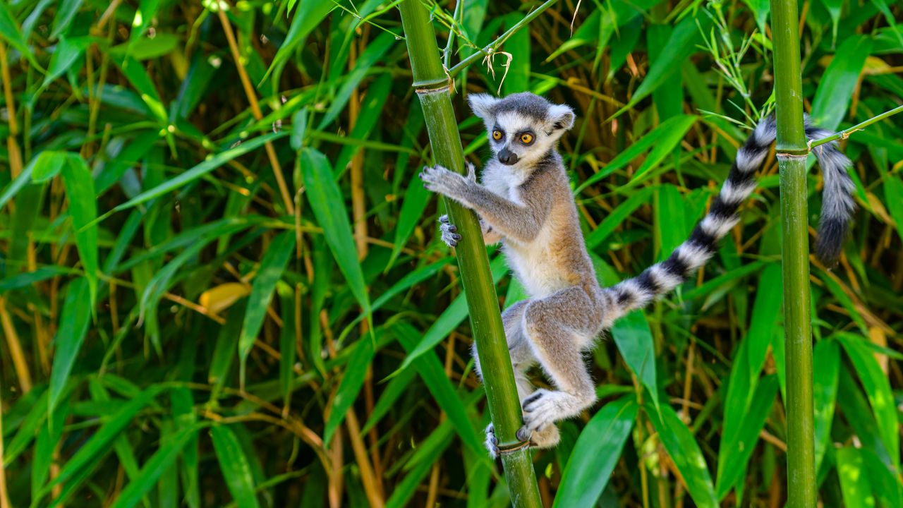 Wallpaper lemur, wildlife, animal, bamboo