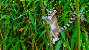 Preview wallpaper lemur, wildlife, animal, bamboo