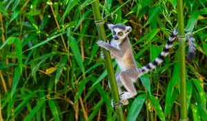 Preview wallpaper lemur, wildlife, animal, bamboo