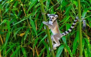 Preview wallpaper lemur, wildlife, animal, bamboo