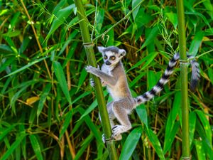 Preview wallpaper lemur, wildlife, animal, bamboo