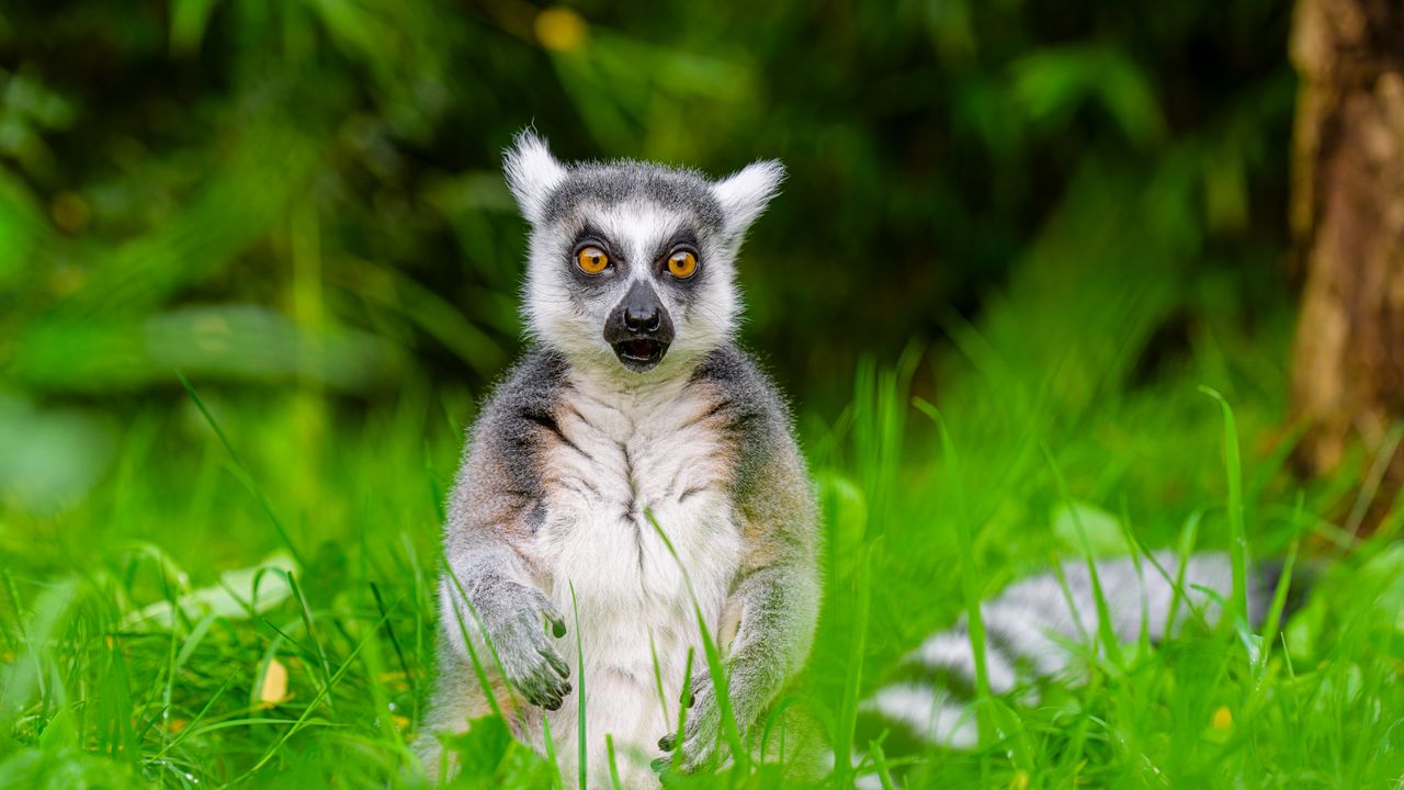 Wallpaper lemur, wildlife, grass, animal