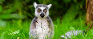 Preview wallpaper lemur, wildlife, grass, animal