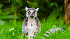 Preview wallpaper lemur, wildlife, grass, animal