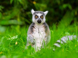 Preview wallpaper lemur, wildlife, grass, animal