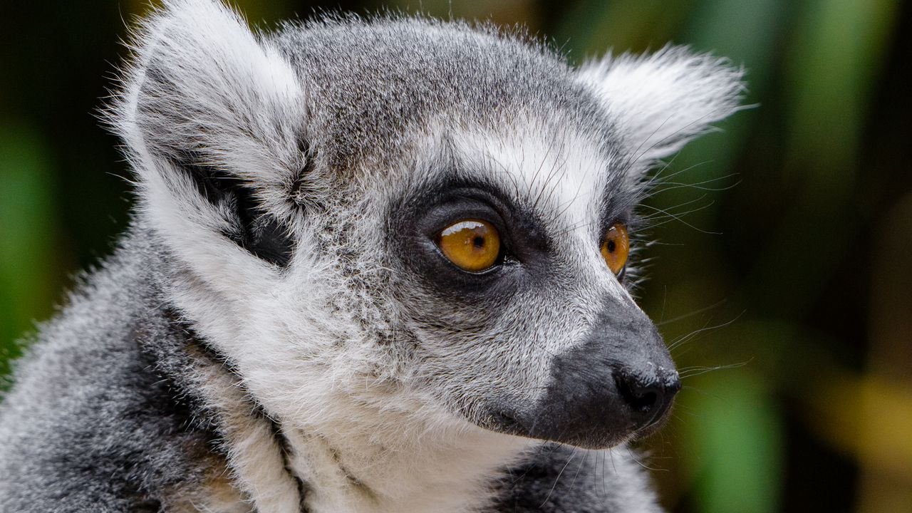 Wallpaper lemur, wildlife, view