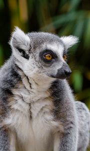 Preview wallpaper lemur, wildlife, view