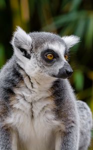 Preview wallpaper lemur, wildlife, view