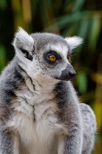 Preview wallpaper lemur, wildlife, view