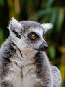 Preview wallpaper lemur, wildlife, view