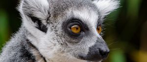 Preview wallpaper lemur, wildlife, view