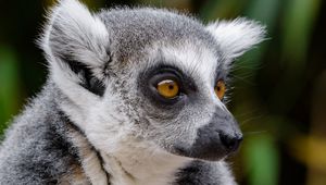 Preview wallpaper lemur, wildlife, view