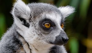 Preview wallpaper lemur, wildlife, view