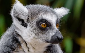 Preview wallpaper lemur, wildlife, view