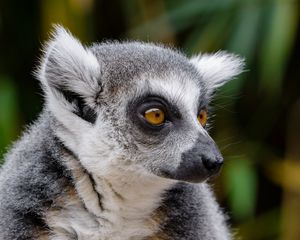 Preview wallpaper lemur, wildlife, view