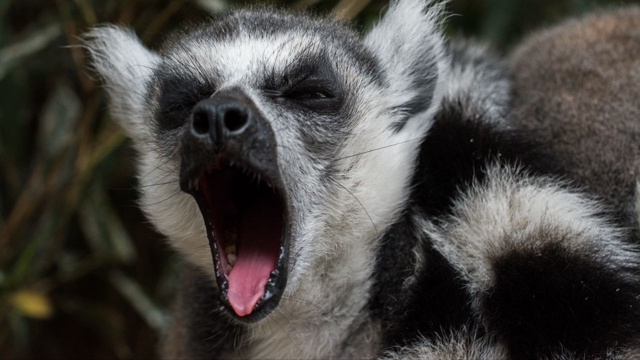 Wallpaper lemur, yawn, funny, muzzle