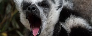Preview wallpaper lemur, yawn, funny, muzzle
