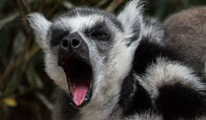 Preview wallpaper lemur, yawn, funny, muzzle