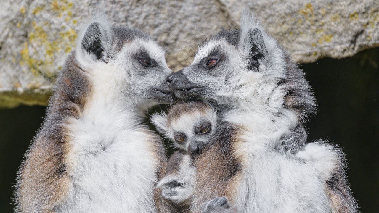 Wallpaper lemurs, animals, family, love